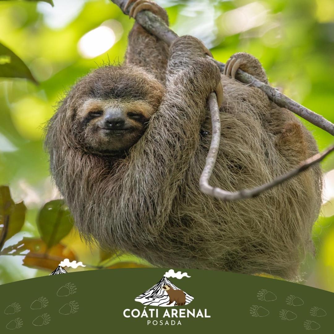 Coati Del Arenal Posada La Fortuna Kültér fotó